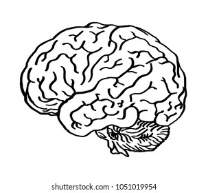 Brain Simple Illustration Stock Illustration 1051019954 | Shutterstock