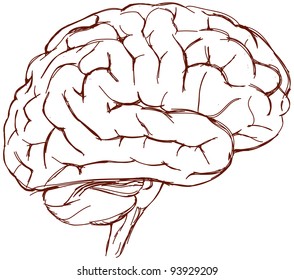 Cerveau Dessin Scientifique Images Photos Et Images Vectorielles De Stock Shutterstock