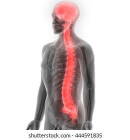Brain With Spinal Cord Anatomy. 3D