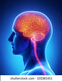 Brain And Spinal Cord Anatomy  - Cross Section