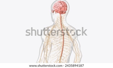 Brain spinal cord and nerves 3d illustration