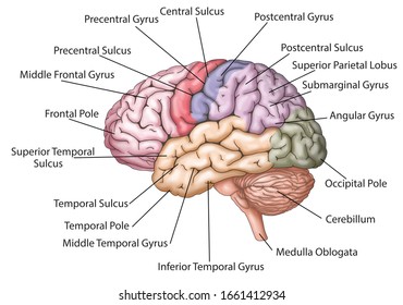 Brain Structure Lobes Descriptions Colored Brain Stock Illustration ...