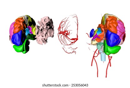 Brain Studying Every Part, Component, Blood Vessels, Telencephalon , Cerebellum ,  , Pons , Midbrain , Medulla , Human ,diencephalon 