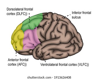 The brain suface shown frontal lobe and relative region.