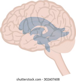 Foramen Of Monro Images Stock Photos Vectors Shutterstock