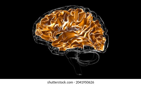 Brain White Matter Of Cerebral Hemisphere Anatomy For Medical Concept 3D Illustration