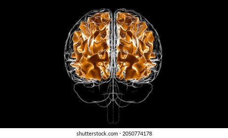 Brain White Matter Of Cerebral Hemisphere Anatomy For Medical Concept 3D Illustration