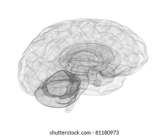 Brain Wire Frame Model