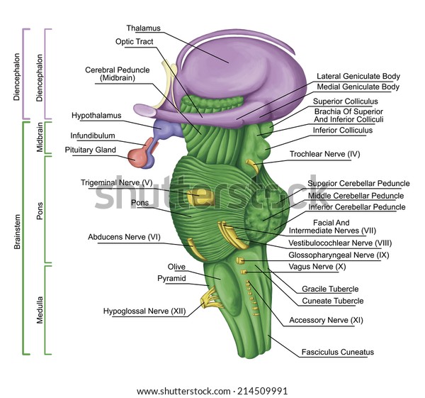 Brainstem Brain Stem Lateral View Posterior Stock Illustration 214509991