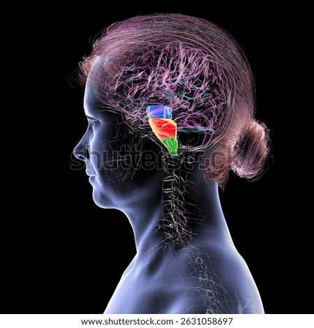 Brainstem highlighted in human brain: midbrain in blue, pons in orange, and medulla oblongata in green, 3D illustration.