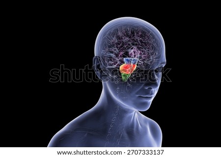 Brainstem highlighted in human brain: midbrain in blue, pons in orange, and medulla oblongata in green, 3D illustration.