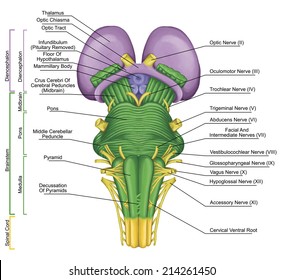 brainstem,  ventral view, posterior part of the brain, adjoining and structurally continuous with the spinal cord, parts of the diencephalon, motor and sensory innervation via thecranial nerves