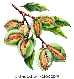 Branch Of Almond Nuts Tree With Green Almonds Isolated, Hand Drawn Watercolor Illustration On White Background