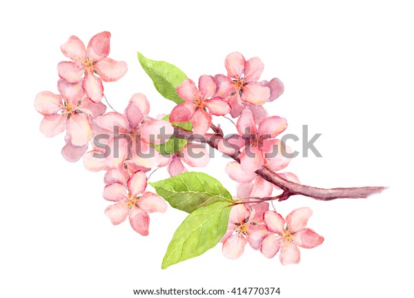リンゴの花の枝 桜の花 桜 ビンテージ水彩植物イラスト のイラスト素材