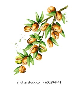 Branch Of The Argan Tree, Can Be Used As A Design Element For The Decoration Of Cosmetic Or Food Products Using Argan Oil. Hand-drawn Watercolor Sketch