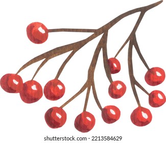 Branch Of Ashberry. Red Berries. Watercolor Illustration.