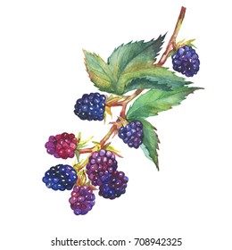 A Branch With Blackberry Fruit And Leaves (Rubus Genus) Realistic Botanical Illustration. Watercolor Hand Drawn Painting Illustration, Isolated On White Background. 