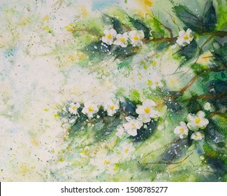 A branch of blooming jasmine painted in watercolor Arkistokuvituskuva