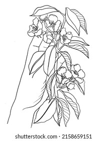 Branch In Blossom Line Art, Apple Tree Branch In Hands, Hand Drawn Flowers