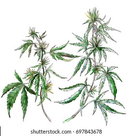 A branch of cannabis. Marijuana. Isolated on white. Watercolor illustration