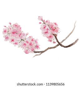 Branch Cherry Blossom Watercolor Painting Stock Illustration 1139805656 ...