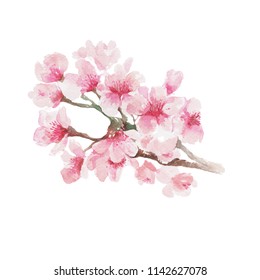 Branch Of Cherry Blossom , Watercolor Painting Isolated On White Background
