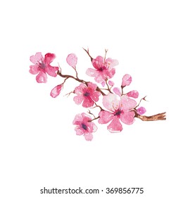 Branch of Cherry blossom , watercolor painting