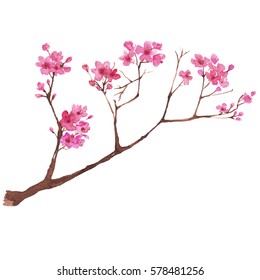 Branch Of Cherry Blossom , Watercolor Painting.