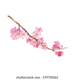 Branch Of Cherry Blossom , Watercolor Painting Isolated On White Background. 