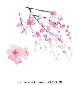 Branch Of Cherry Blossom , Watercolor Painting Isolated On White Background. 