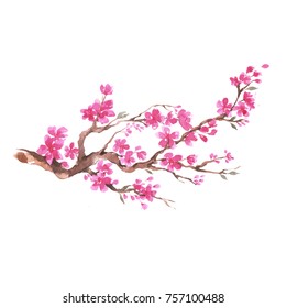 Branch Of Cherry Blossom , Watercolor Painting.