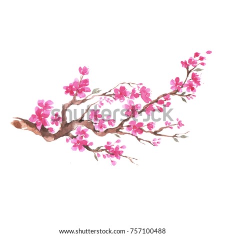 branch cherry blossom watercolor painting stock illustration