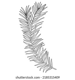 Branch Of Coniferous Tree. Line Illustration Of Evergreen Plant With Needles. Christmas Botanical Decoration For Packaging, Label And Coloring.