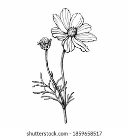 コスモス ビピナツス メキシコ人アスター ガーデン コスモスの花の枝 白黒のアウトラインイラスト 手描きの作品 白い背景に のイラスト素材