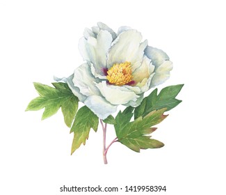 Branch flower semi-double white peony with leaves (Paeonia suffruticosa, plant known as Paeonia rockii). Watercolor hand drawn painting illustration, isolated on white background.