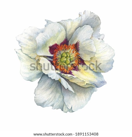 Branch of flower semi-double white peony (Paeonia suffruticosa, plant known as Paeonia rockii). Watercolor hand drawn painting illustration, isolated on white background.