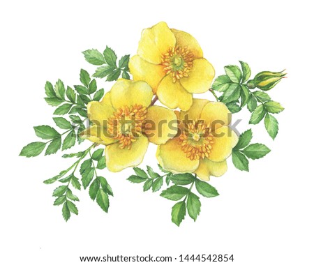 Branch flower yellow Rosa hugonis with leaves (known as Golden Rose of China, Hugonis, Austrian briar). Watercolor hand drawn painting illustration, isolated on white background.