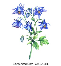 The branch flowering blue Aquilegia (common names: granny's bonnet or columbine, bluebell ). Watercolor hand drawn painting illustration on white background.