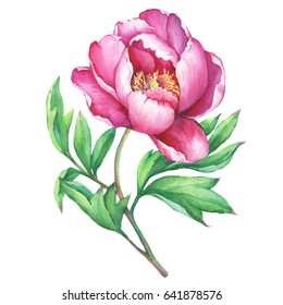 The branch flowering pink peony isolated on white background. Watercolor hand drawn painting illustration.