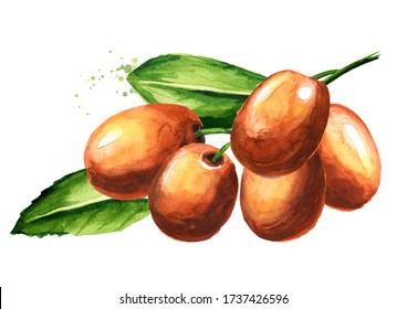 Jujube Fruit Stock Illustrations Images Vectors Shutterstock