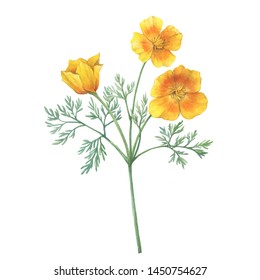 Marigold Flowers Isolated On White Background Stock Vector (Royalty ...