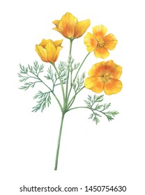 Branch with golden California poppy flower (Eschscholzia caespitosa, California sunlight, tufted and foothill poppy). Watercolor hand drawn painting illustration, isolated on white background.