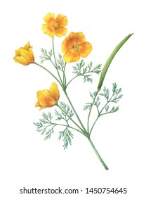 Branch with golden California poppy flower (Eschscholzia caespitosa, California sunlight, tufted and foothill poppy). Watercolor hand drawn painting illustration, isolated on white background.