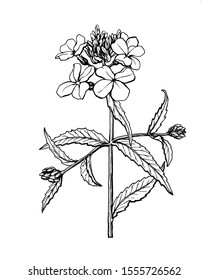 Branch Hesperis matronalis flower (dame's rocket  damask  violet  sweet rocket  summer lilac  queen's gilliflower)  Black   white outline illustration hand drawn work isolated white 