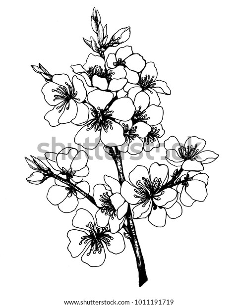 Branch Japan Cherry Sakura Flowers Black Stock Illustration 1011191719