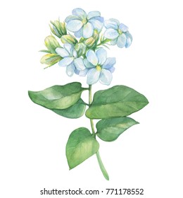 Branch Jasmine Plant Jasminum Sambac Flowers Stock Illustration ...