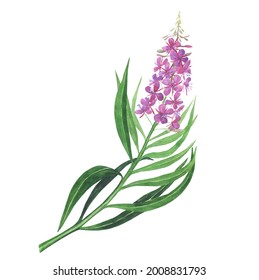 Branch of pink fireweed isolated on white background. Watercolor hand drawing illustration. Willowherb for healthy tea.