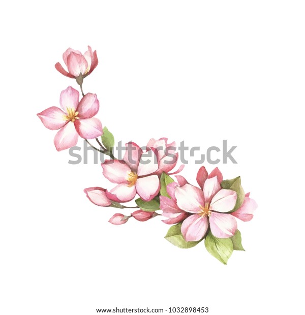 Branch Sakura Blossoms Hand Draw Watercolor Stock Illustration ...