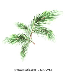 Branch of spruce, pine, cedar tree. Painted in watercolor, hand-drawn graphics. On a white background. For postcards, logos, your design.