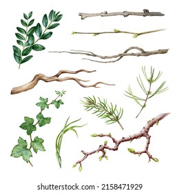 Branch, Stick, Twig Watercolor Set. Hand Drawn Natural Tree Elements On White Background. Pine Branch, Ivy, Sticks, Boxwood, Tree Branches Watercolor Illustration. Tree And Bush Element Collection